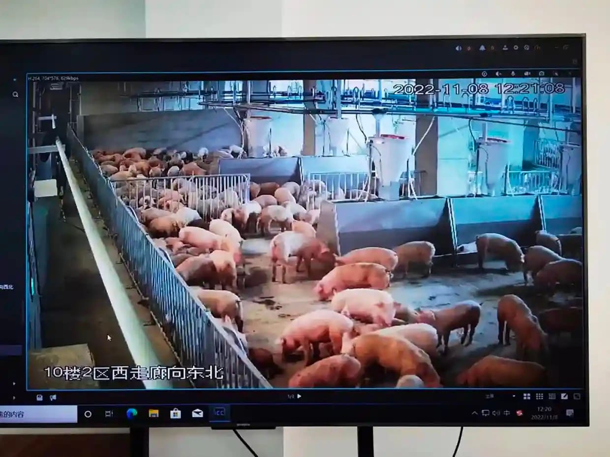 What are the implications of a 26-storey pig skyscraper with more than a million pigs a year?