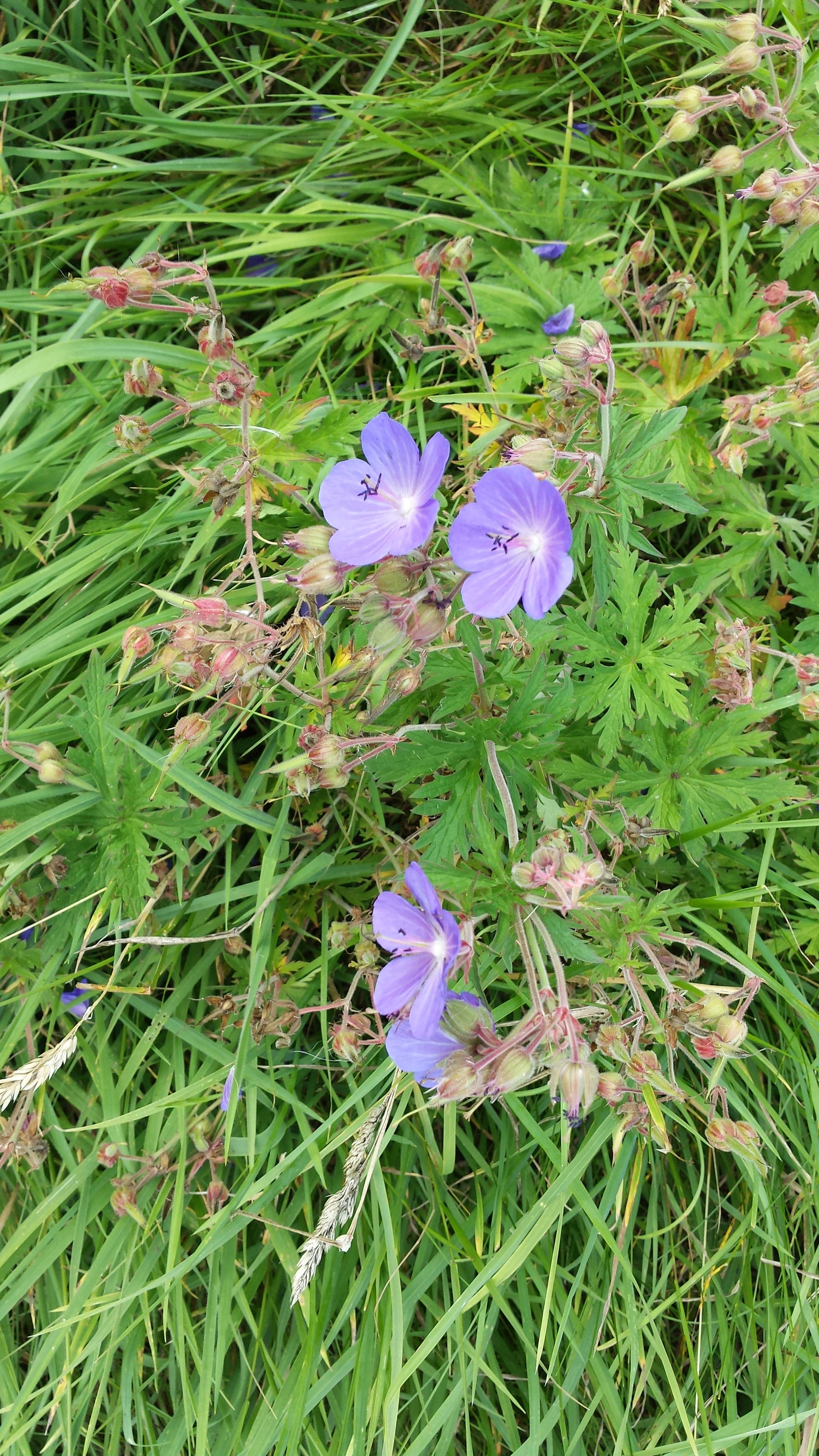 Wildflower Derbyhire Aug 2015