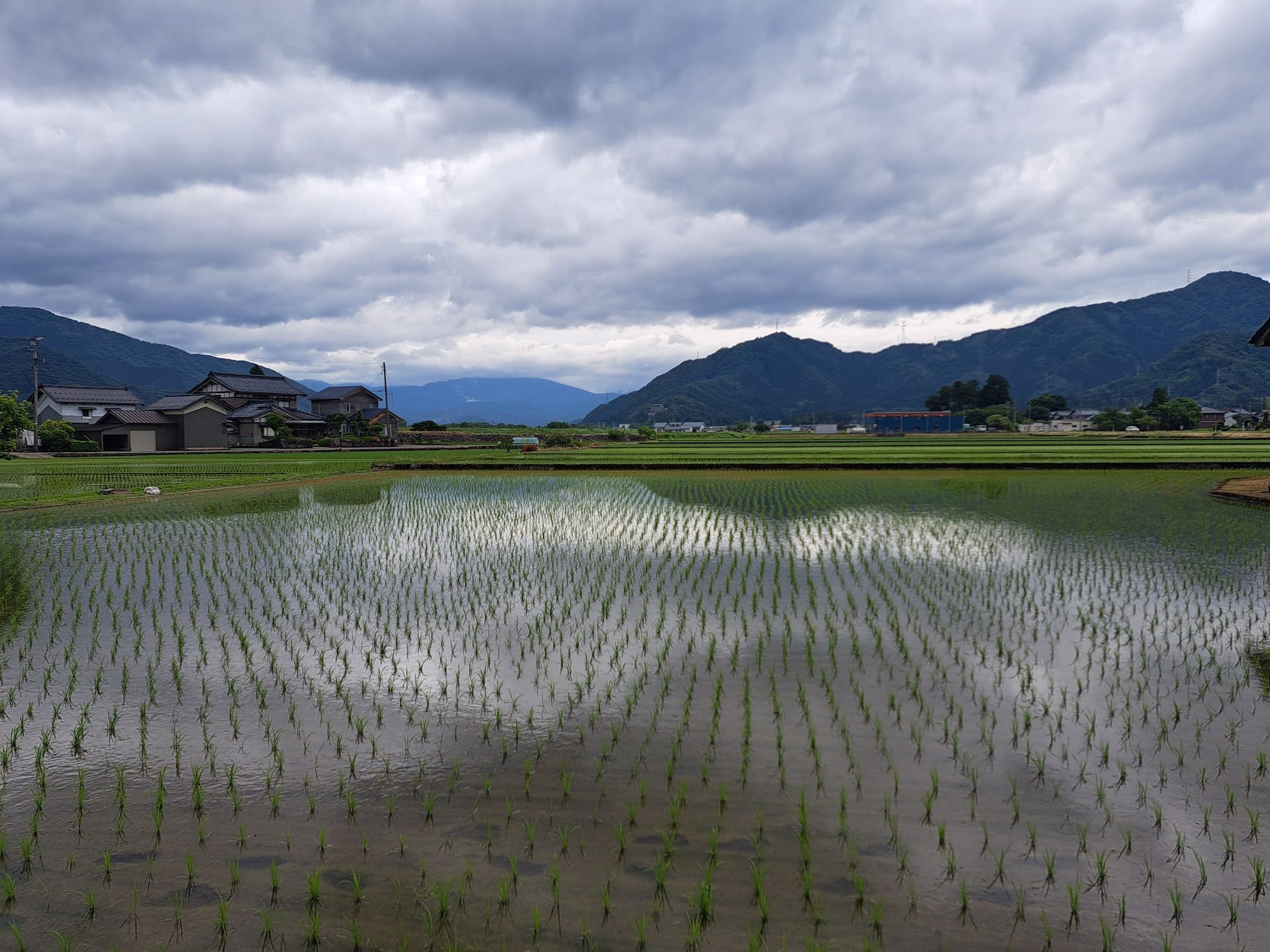 Paddy field