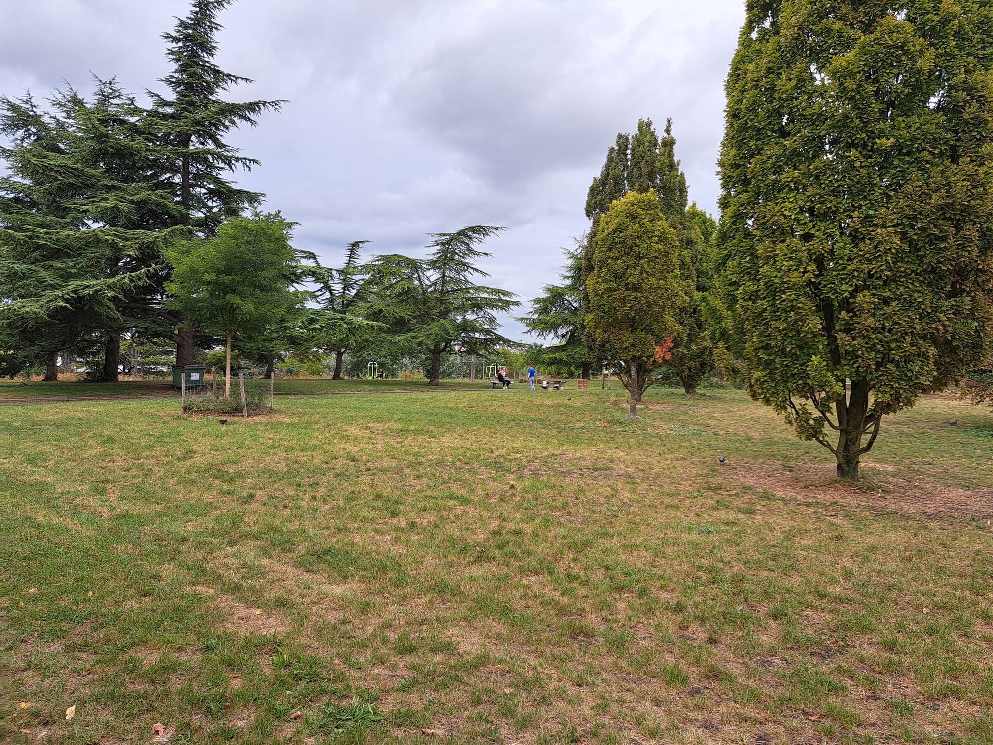 Grass