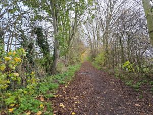 Bridleway near Trent