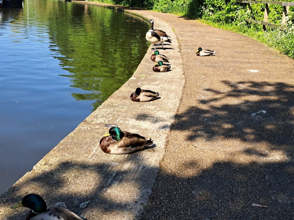 Ducks resting