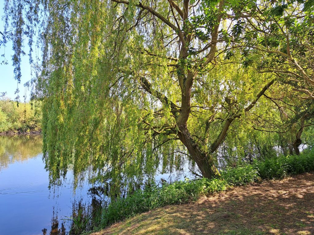 Trent through a willow tree