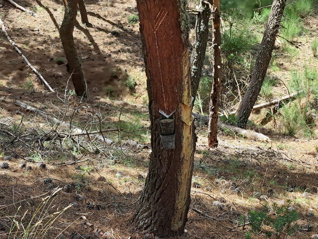 Tapping the trees for resin