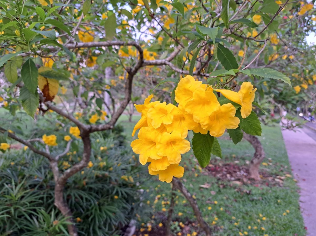 Yellow Flower