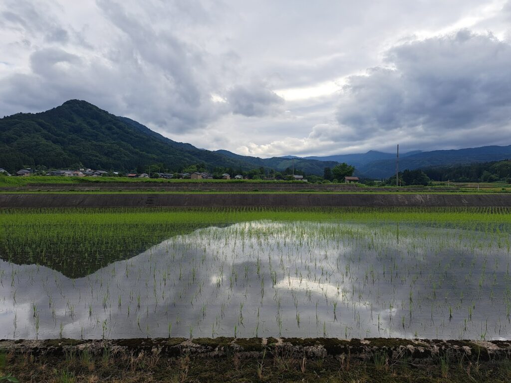 Rice paddy field