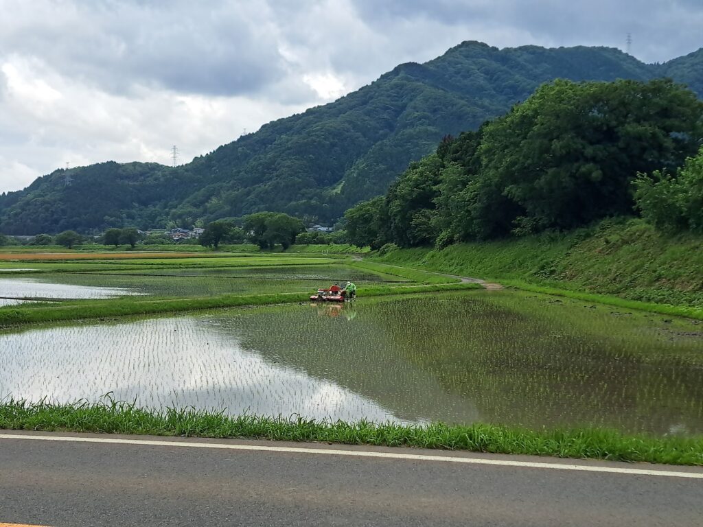 Paddy field with a machine in the field
