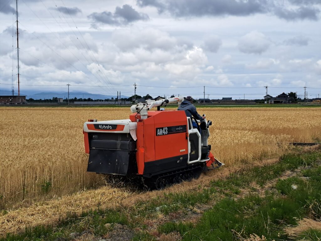 Winter barley being havested,