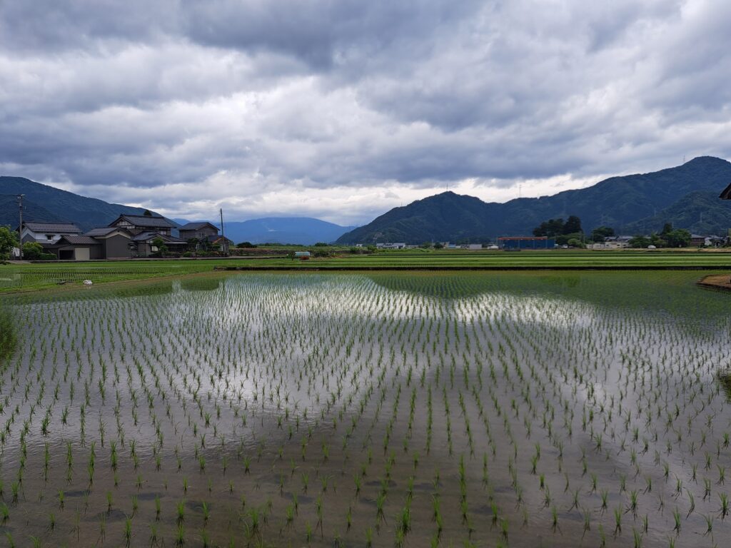 Paddy field