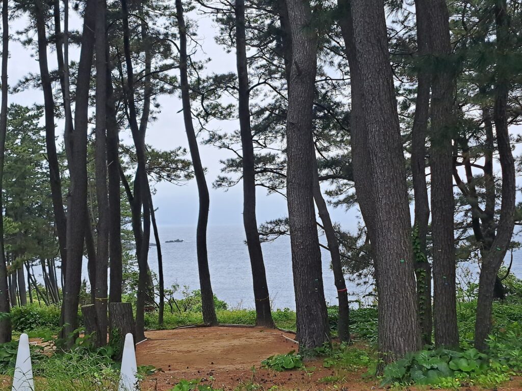 A view of the sea through the trees