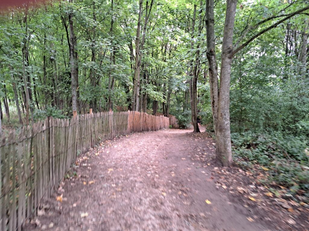 path in the woods