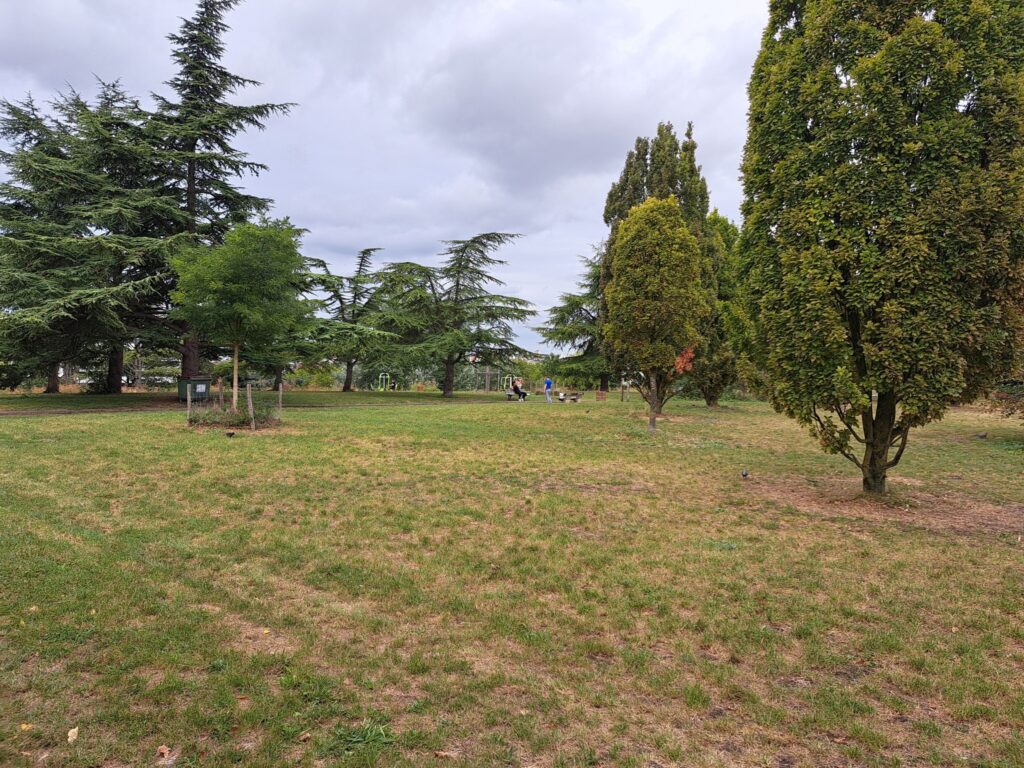 Grass
