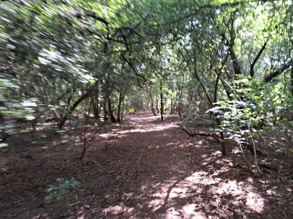 Trails in the woods